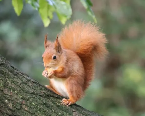 Native Red Squirrels Prospering on the Island with Possibility to Grow Significantly, Research Reveals